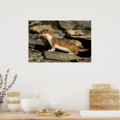 Jagdschaf Poster (Küche)