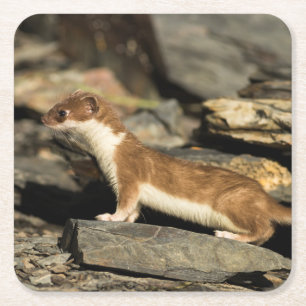 Jagdschaf Rechteckiger Pappuntersetzer