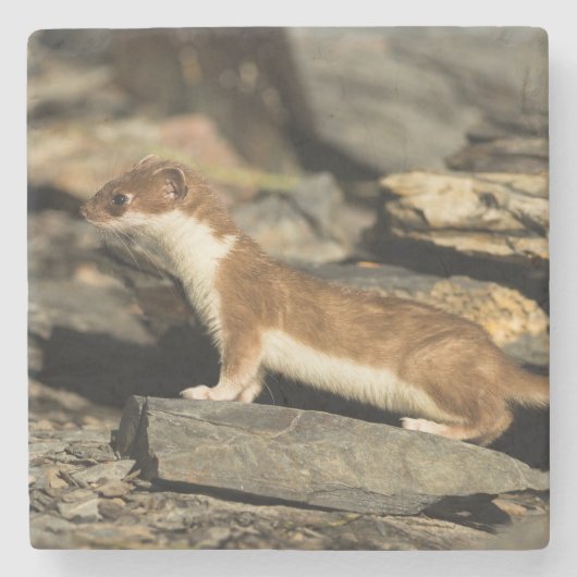 Jagdschaf Steinuntersetzer (Vorderseite)