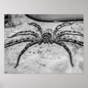 Jagdspinne Poster