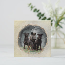 Jagdterre , tapferes Plexiglas