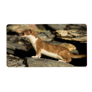 JagdWeasel