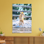 Jagen Coyote and Snow Foto Leinwanddruck (Insitu (Wohnzimmer))