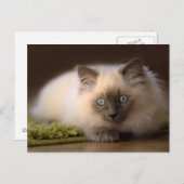 Jagen der Mäusepostkarte Postkarte (Vorne/Hinten)