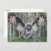 Jagen Große Graukeule Postkarte (Vorne/Hinten)