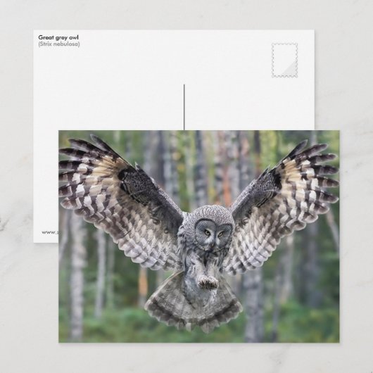 Jagen Große Graukeule Postkarte (Vorne/Hinten)