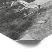 Jagen in den Adirondacks, 1902. Vintages Foto Poster (Ecke)