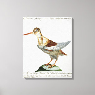 Jagen Sie, c.1767-76 Schnepfen (Hand farbiger Leinwanddruck