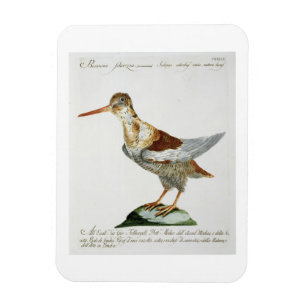 Jagen Sie, c.1767-76 Schnepfen (Hand farbiger Magnet
