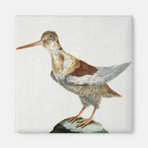 Jagen Sie, c.1767-76 Schnepfen (Hand farbiger Magnet