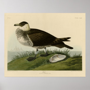 Jager (Pomarine Jäger) Audubons Vögel von Amerika Poster