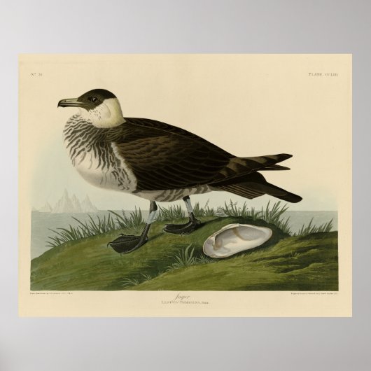 Jager (Pomarine Jäger) Audubons Vögel von Amerika Poster (Vorne)