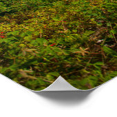 Jägergrün Poster (Ecke)