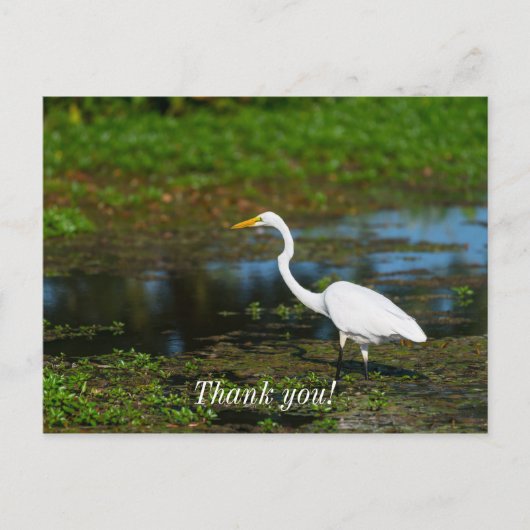 Jägerin Egret Vielen Dank Postkarte (Vorderseite)
