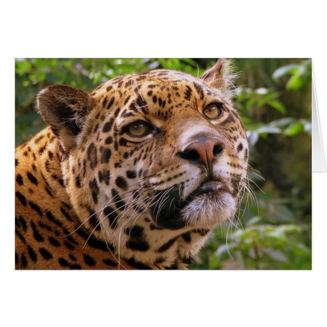 Jaguar (Vorderseite (Horizontal))
