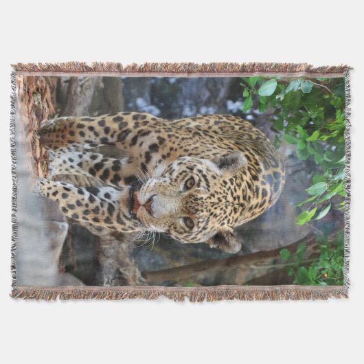 Jaguar20150501 Decke (Vorderseite)