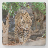 Jaguar20150501 Steinuntersetzer (Vorderseite)