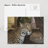 Jaguar # 11 postkarte (Vorne/Hinten)