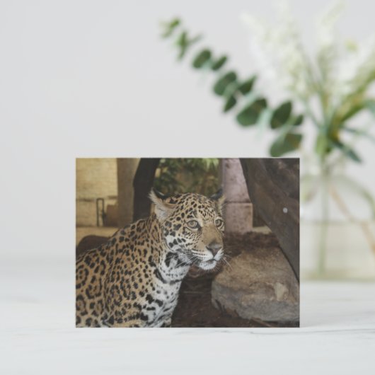 Jaguar # 13 postkarte (Stehend Vorderseite)