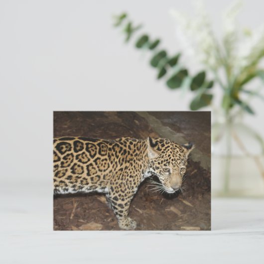 Jaguar # 14 postkarte (Stehend Vorderseite)