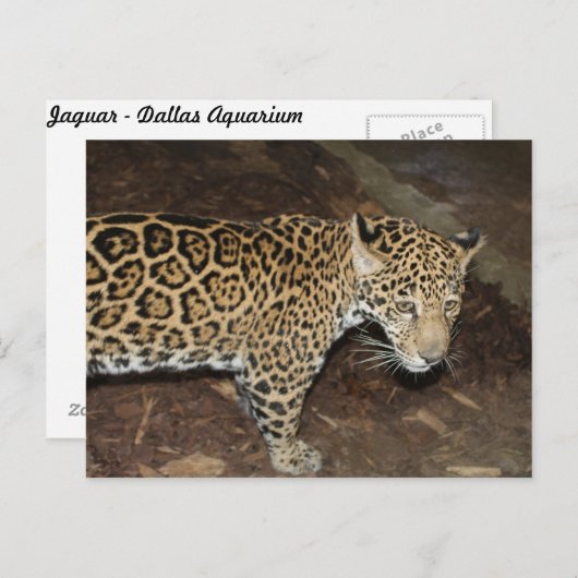 Jaguar # 14 postkarte (Vorne/Hinten)
