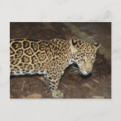 Jaguar # 14 postkarte (Vorderseite)