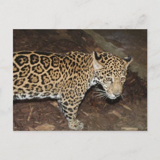 Jaguar # 14 postkarte (Vorderseite)