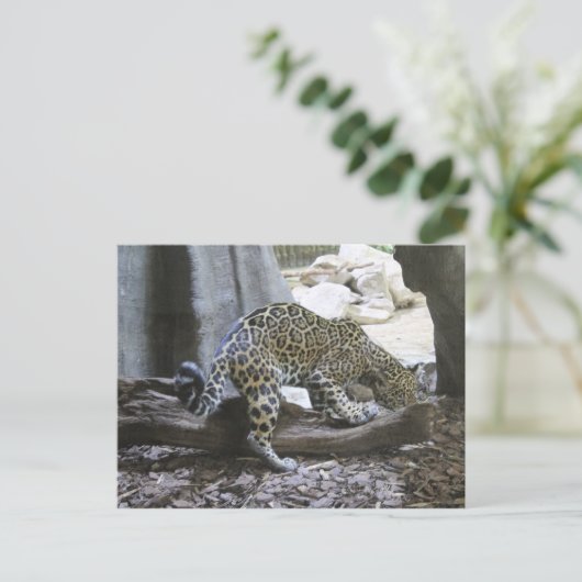 Jaguar # 18 postkarte (Stehend Vorderseite)