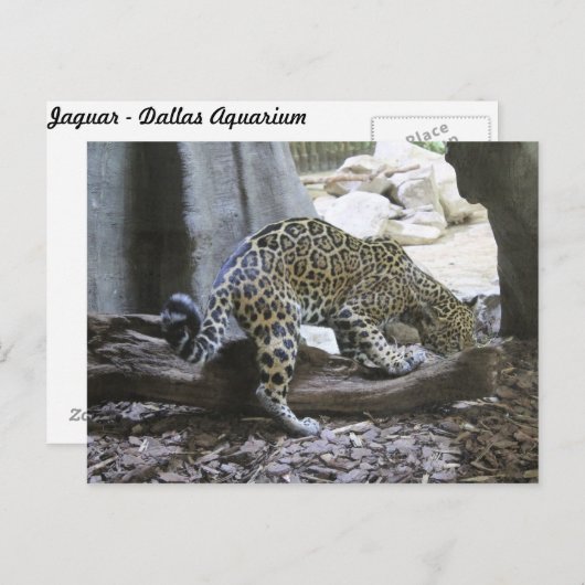 Jaguar # 18 postkarte (Vorne/Hinten)