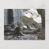 Jaguar # 18 postkarte (Vorderseite)