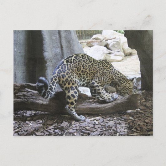 Jaguar # 18 postkarte (Vorderseite)