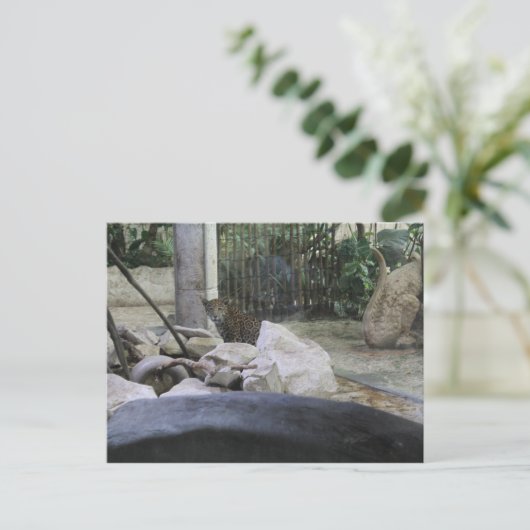 Jaguar # 35 postkarte (Stehend Vorderseite)