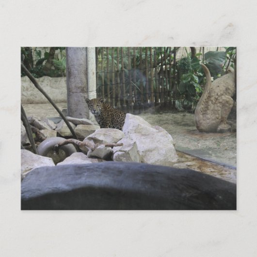 Jaguar # 35 postkarte (Vorderseite)