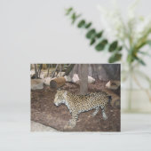 Jaguar # 3 postkarte (Stehend Vorderseite)