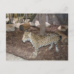 Jaguar # 3 postkarte