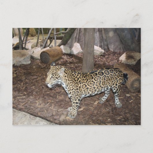 Jaguar # 3 postkarte (Vorderseite)