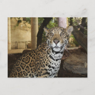 Jaguar # 43 postkarte