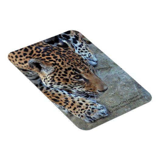 Jaguar auf dem Damm Magnet (Rechte Seite)