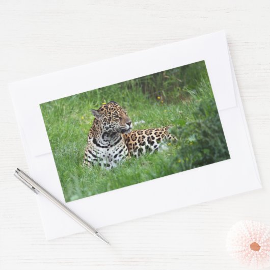 Jaguar-Aufkleber Rechteckiger Aufkleber (Umschlag)