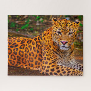Jaguar Big Cats . Puzzle