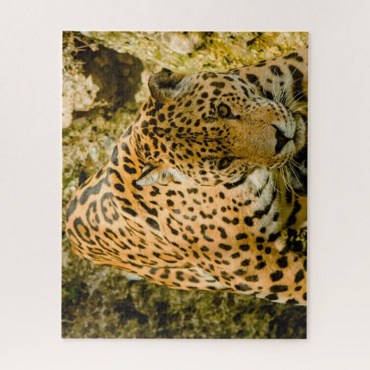 Jaguar Big Cats . Puzzle (Vertikal)