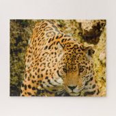 Jaguar Big Cats . Puzzle (Horizontal)