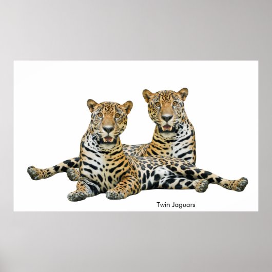 Jaguar-Bild für Poster (Vorne)