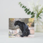 Jaguar black4x6 postkarte (Stehend Vorderseite)