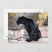 Jaguar black4x6 postkarte (Vorne/Hinten)