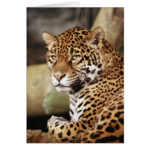 Jaguar Card