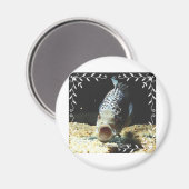 Jaguar Cichlid Magnet (Vorderseite/Rückseite)