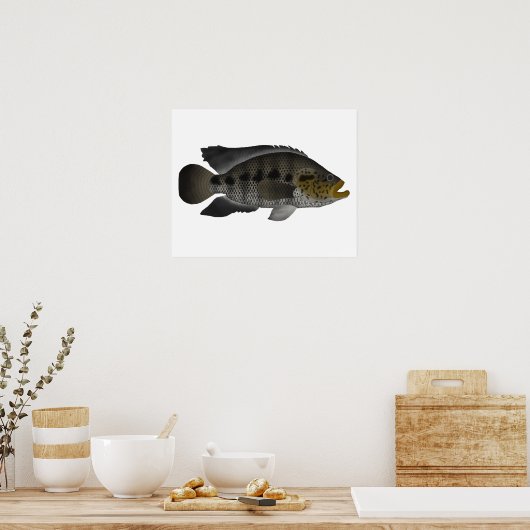 Jaguar Cichlid Poster (Küche)