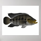 Jaguar Cichlid Poster (Vorne)