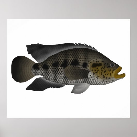 Jaguar Cichlid Poster (Vorne)